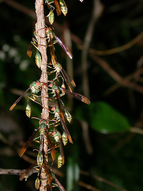 Belanogaster eumenoides Belanogaster eumenoides