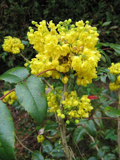 Fleur de mahonia