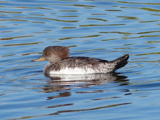 Lophodytes cucullatus - Harle couronné - Mergus cucullatus Lophodytes cucullatus - Harle couronné - Mergus cucullatus