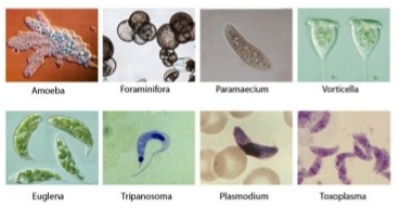 Klasifikasi Makhluk Hidup Klasifikasi 5 Kingdom Inan Kito