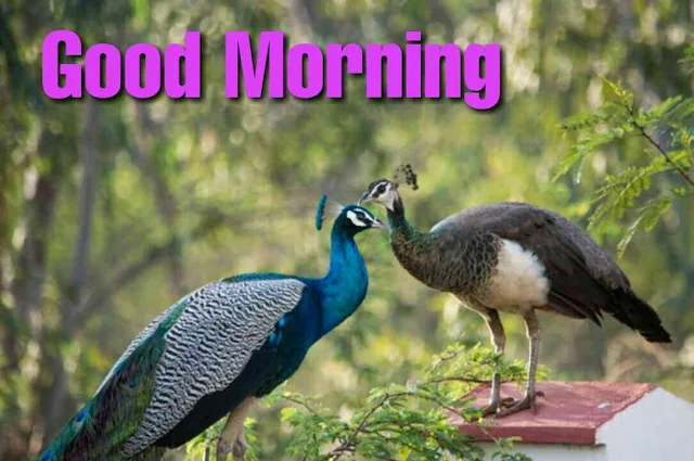 Good morning with peacock hd images