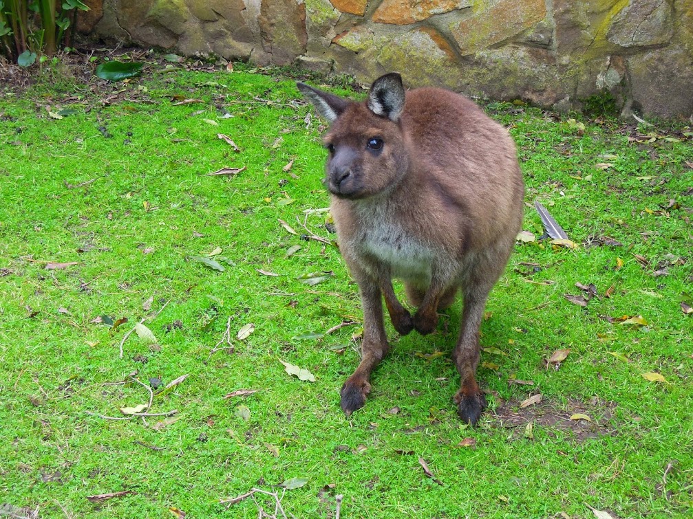 任我行的空間 南澳袋鼠島，難忘的故事 （抱抱樹熊）
