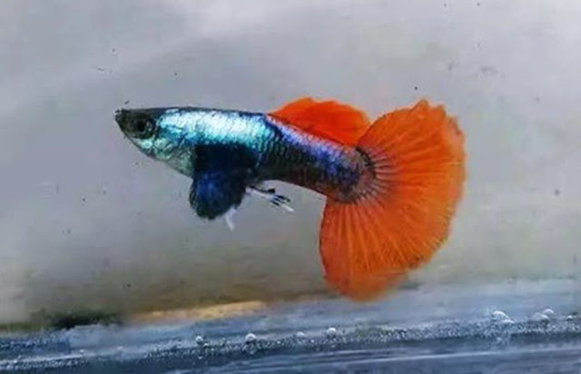 jenis ikan guppy platinum red tail