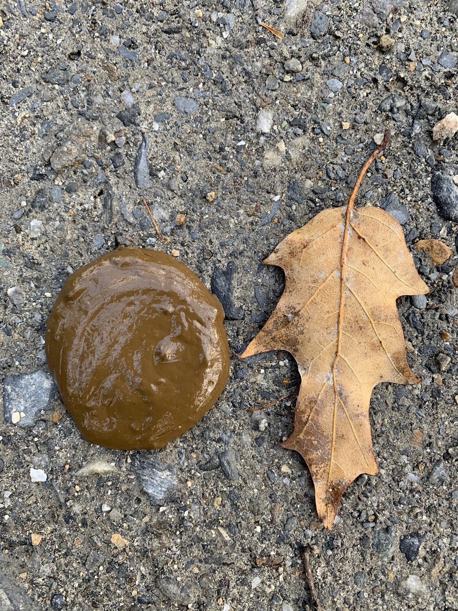 Diarrhea Scat