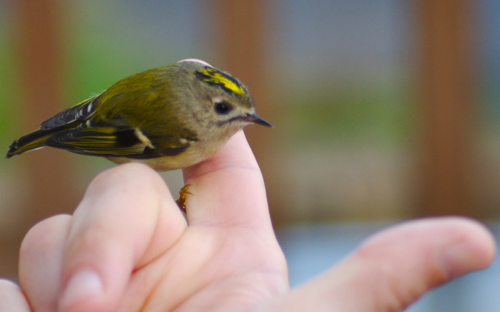 Widescreen Desktop Wallpepers: Beautiful Small Cute And Small Birds