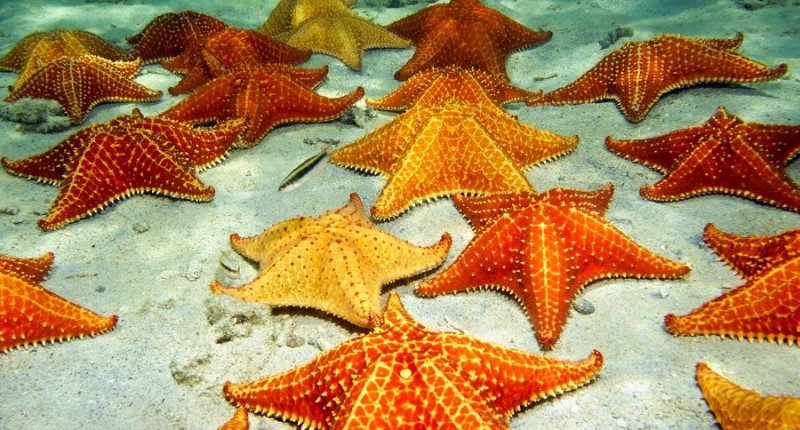 57 Gambar Hewan Bintang Laut Terbaik