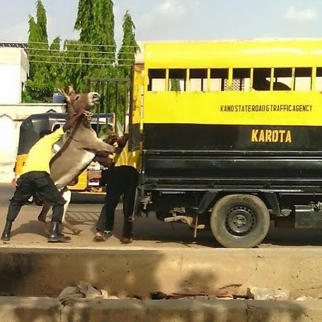 No one is above the law, not even a donkey as road traffic agency arrests Donkey in Nigeria