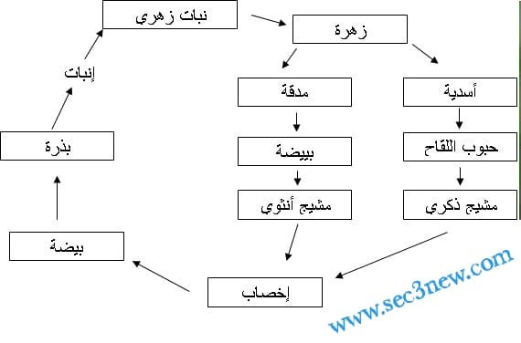 في اللقاح المتك الميسم الى بالتبرعم حبوب الازهار من يسمى انتقال انتقال حبوب