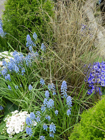 Toronto Allan Gardens Conservatory Spring Flower Show 2013 showing light blue grape hyacinths, brown sedge and lime green cypress by garden muses: a Toronto gardening blog