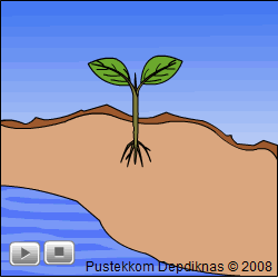 Indah Tanaman Anggur Gerak Tumbuhan