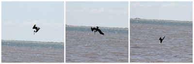 pelicans matagorda texas