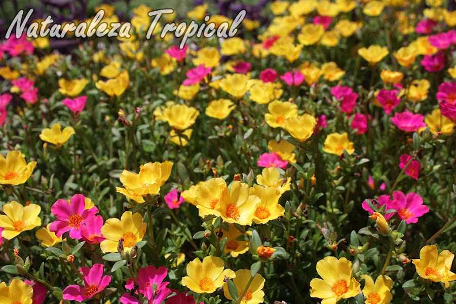 Variedad de colores de las flores de la Verdolaga, Portulaca oleracea