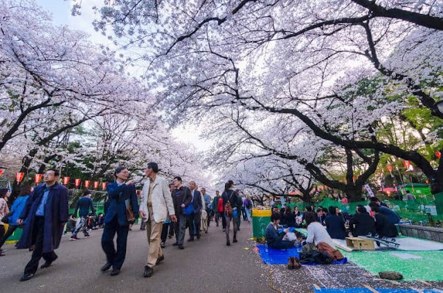 Ngắm hoa anh đào ở Công viên Ueno, Tokyo