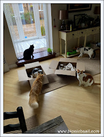 Five Cats And Two Boxes ©BionicBasil® The Sunday Selfies
