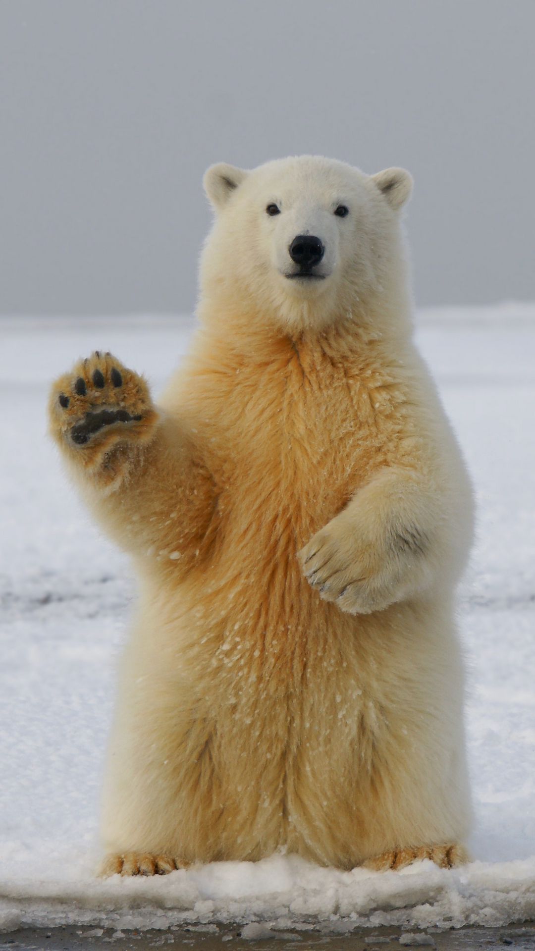 Funny Polar Bear Wallpaper - iPhone Wallpapers