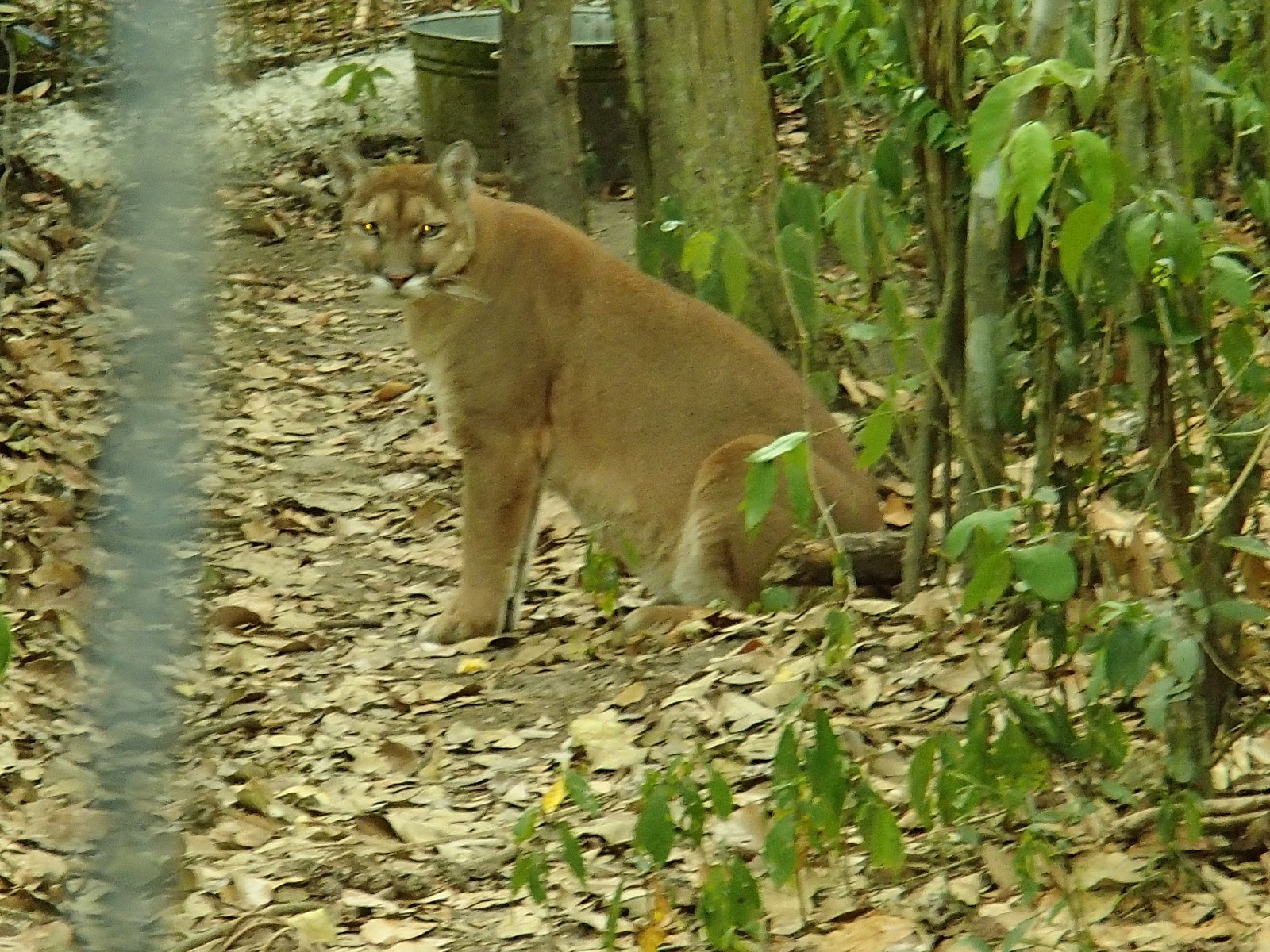 Belize Something.: Pics from the Belize Zoo!