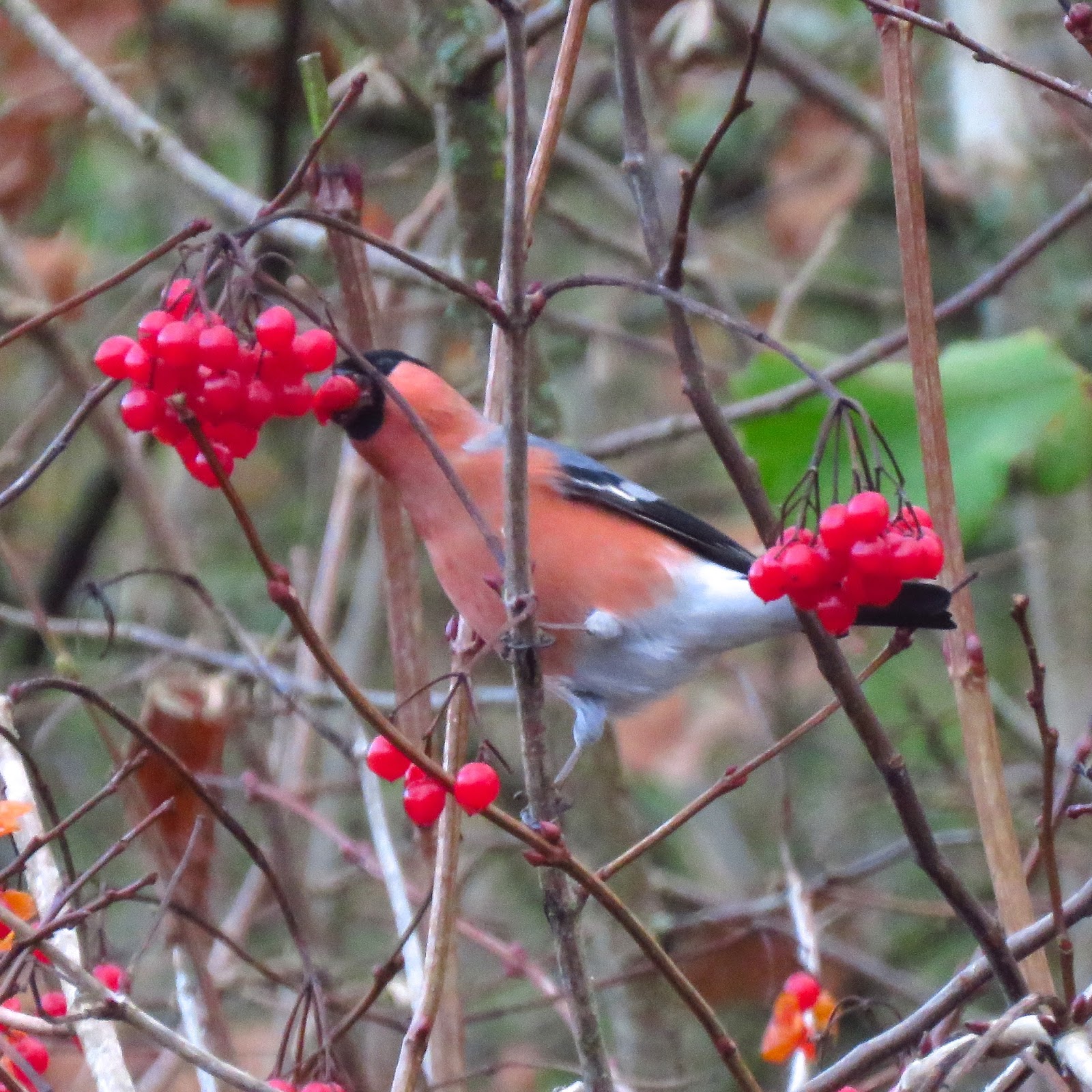 The Rattling Crow: Bullfinches eating Guelder rose berries