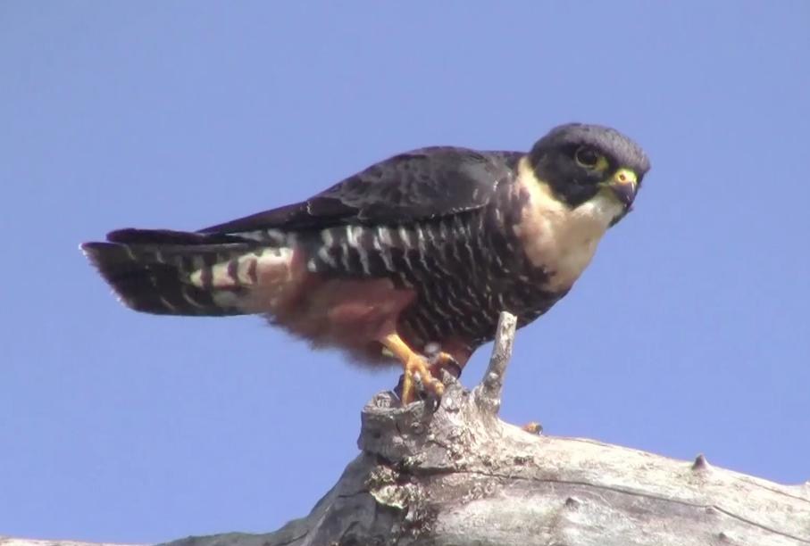 Central America Bat Falcon Eats Hummingbird