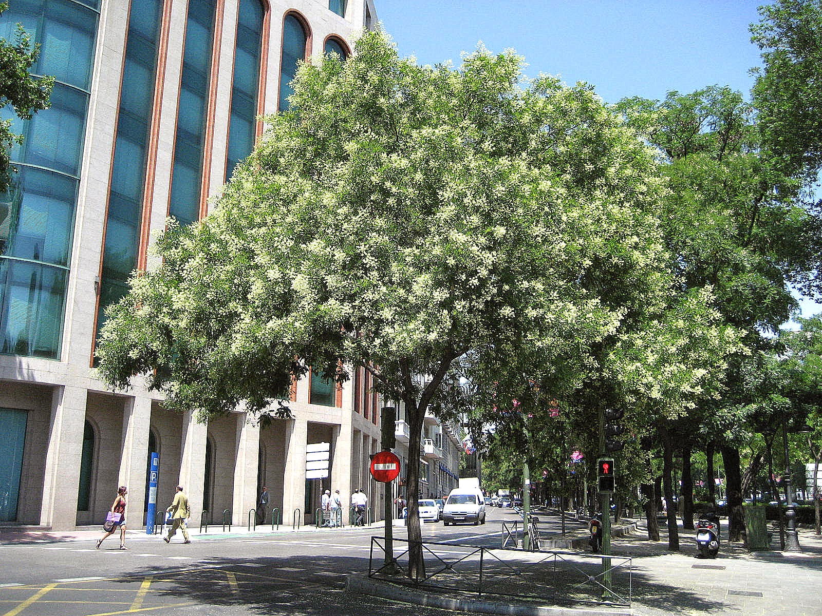 Árboles con alma Sófora. Acacia del Japón. (Sophora japonica) — free download