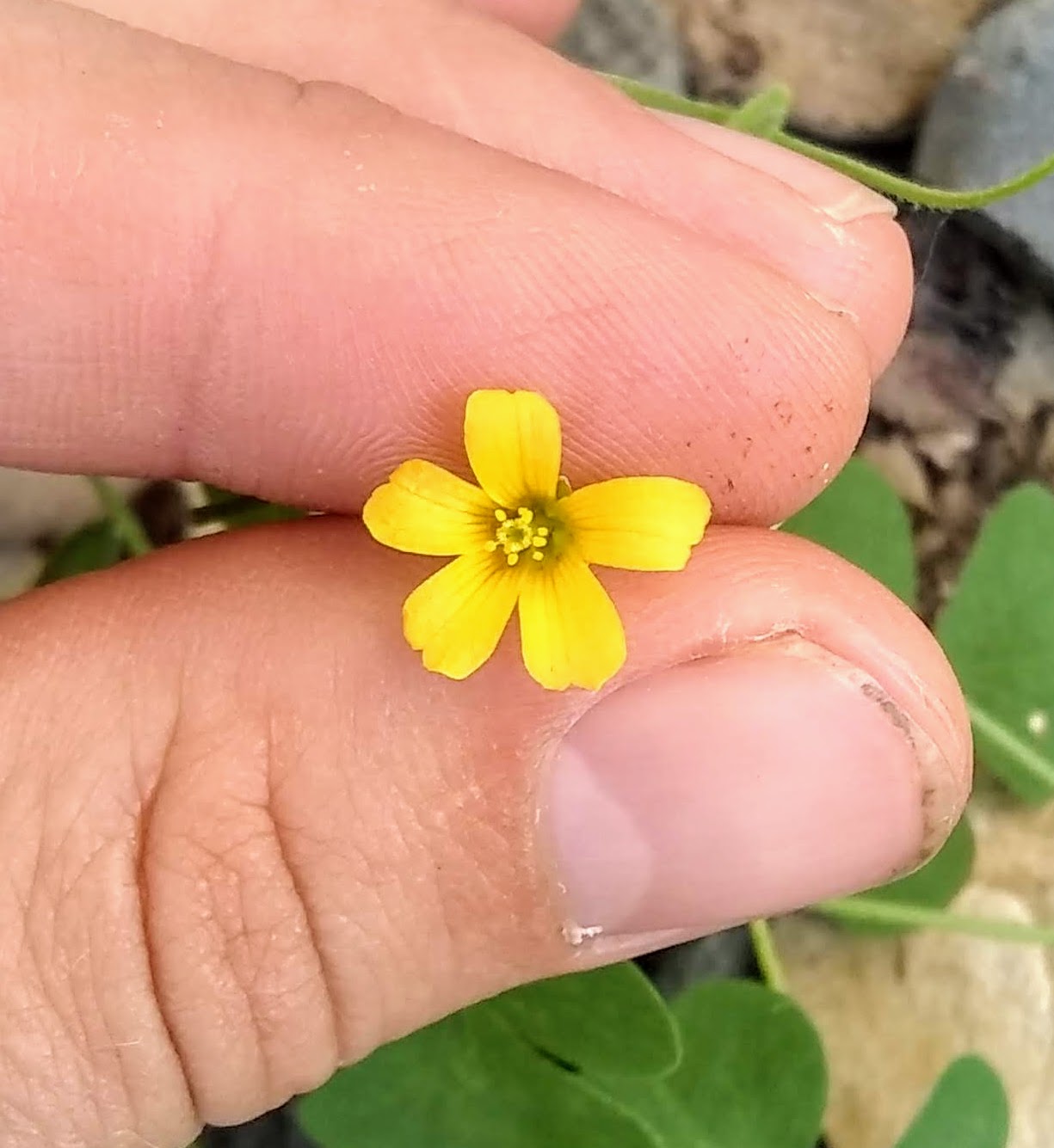 Simple Inspirations "Sour Grass," Or, Wood Sorrel