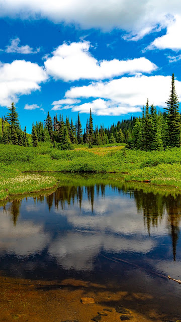 Grass, Landscape, Lake, Meadow, Trees Grass, Landscape, Lake, Meadow, Trees