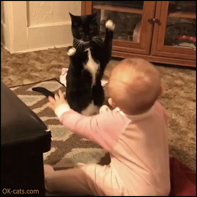 Amazing Cat GIF • Clever cat showing baby how to put his arms up in the air! [ok-cats.com]