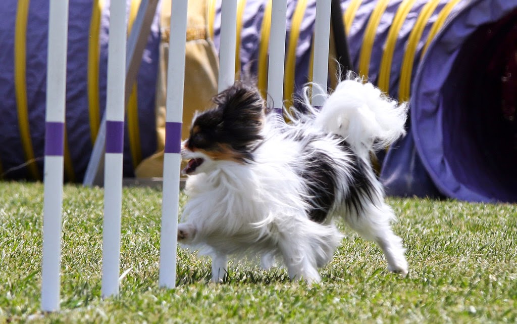 Road's End Papillons Papillons in Agility Performance