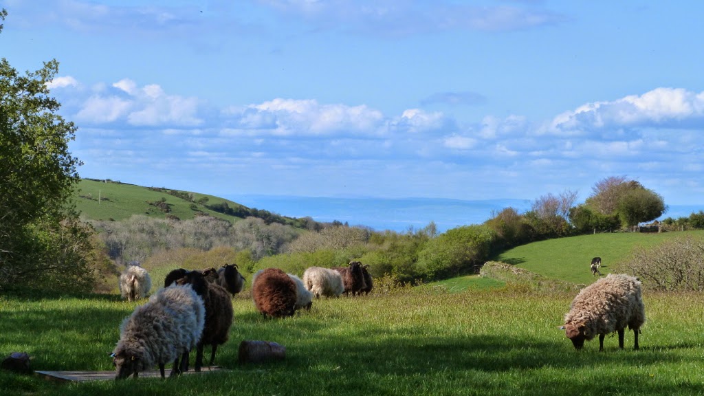 Stock Wood Farm, 45 acres of Stunning Exmoor Land For Sale Grazing