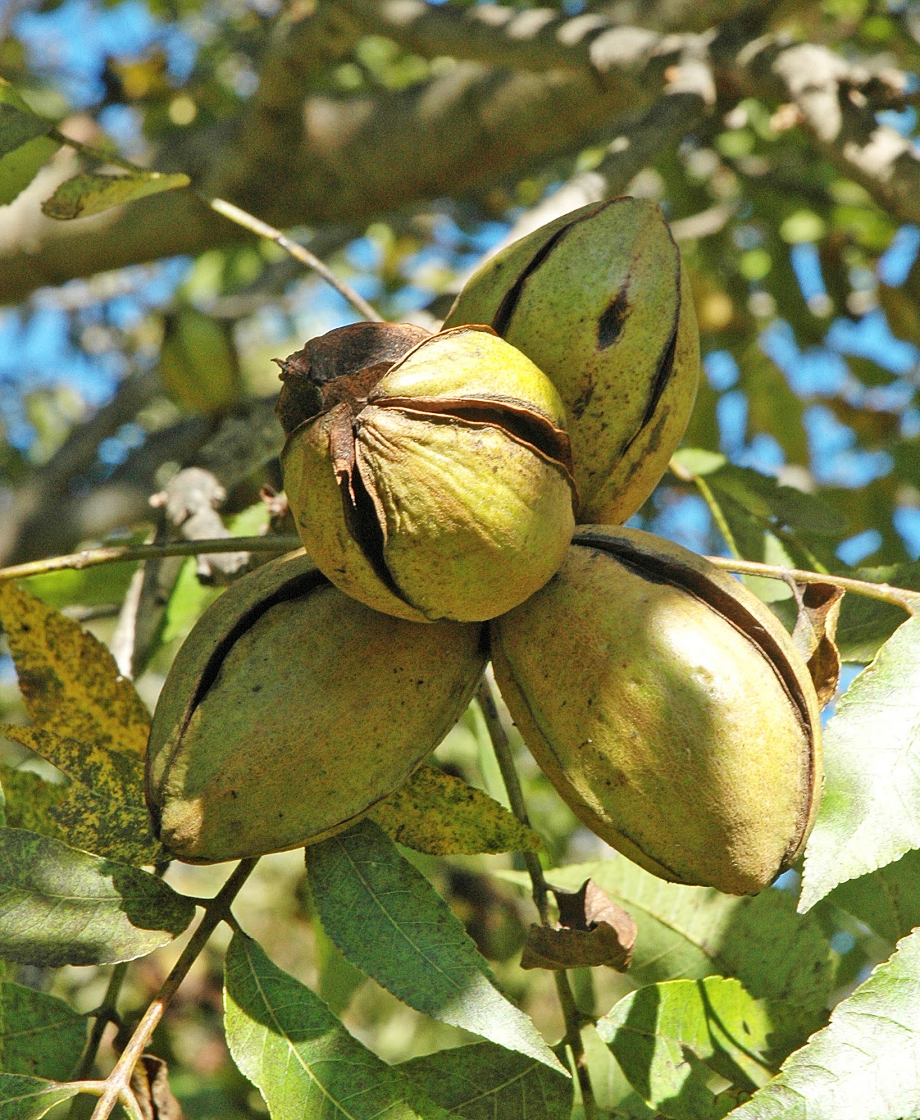 Northern Pecans Pecan cultivars ripening by Oct 16