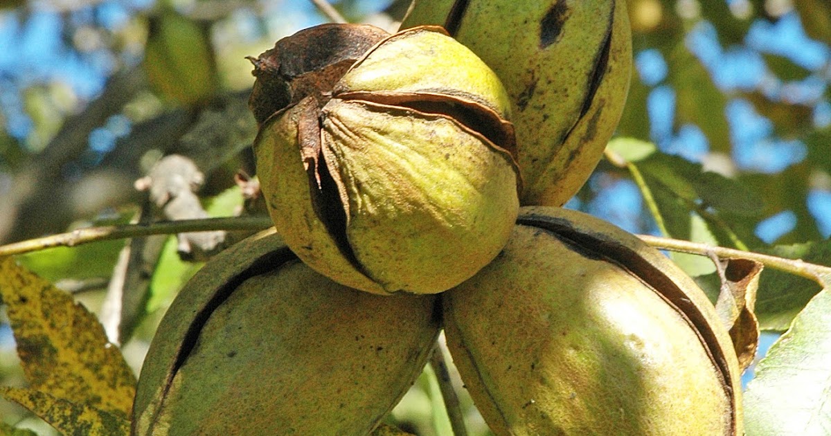 Northern Pecans Pecan cultivars ripening by Oct 16