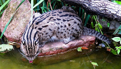 alt="gato pescador bebiendo de un arroyo"