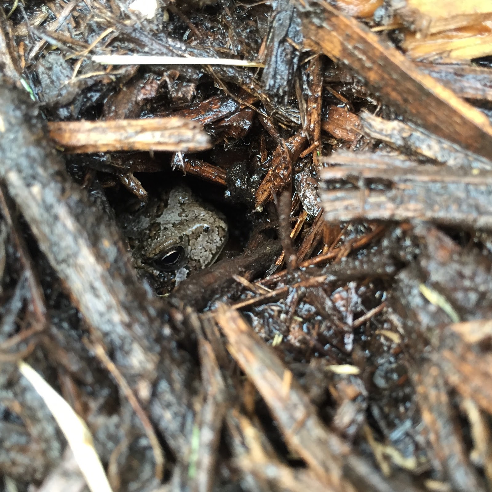 Toad in the Hole [Backyard Neophyte Landscaping Blog]