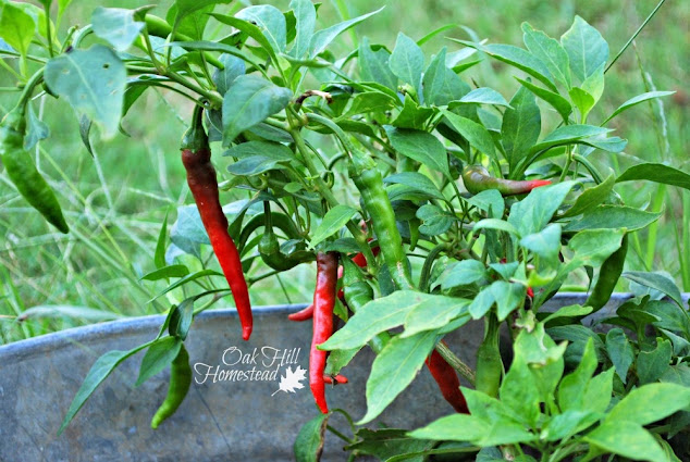 Cayenne pepper plant growing in a garden
