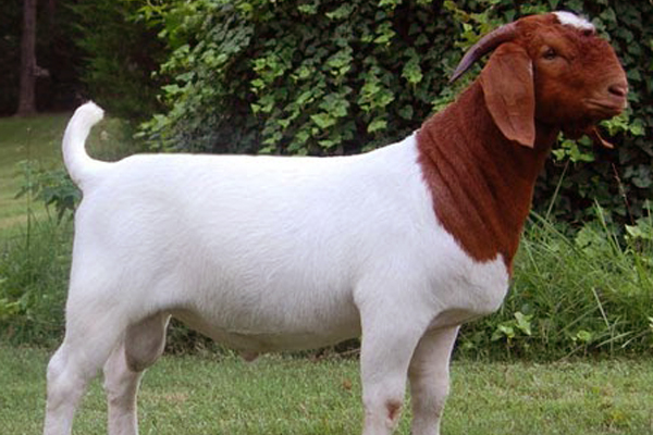 22 Tafsir Mimpi Kambing Menurut Erek Erek - Tafsir Mimpi