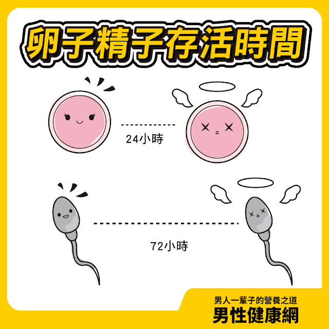 精子存活時間卵子存活時間排卵期排卵日受孕機率