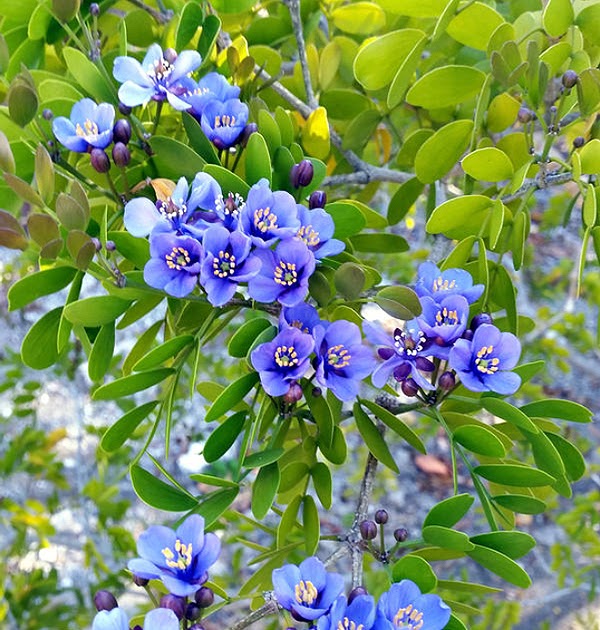 Native Stew - Bahamas News: Lignum Vitae Flowers