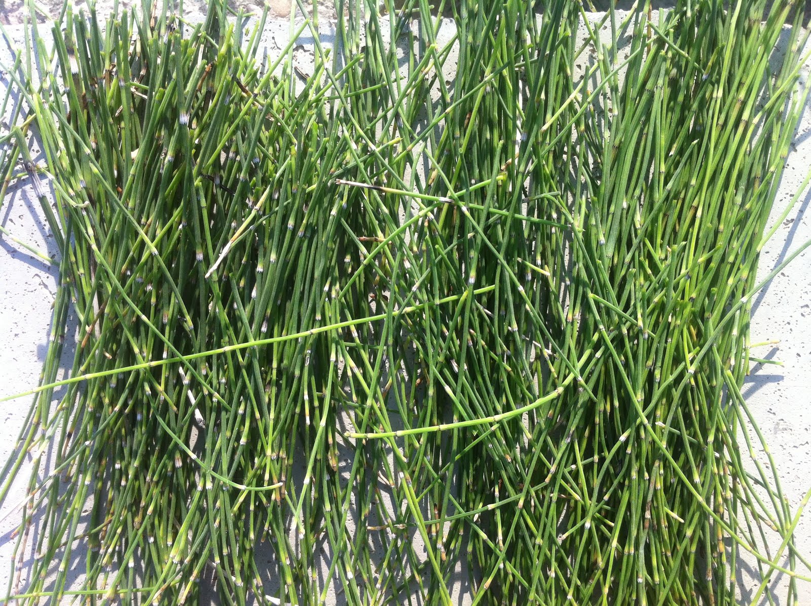 Medicina Natural abril 2016