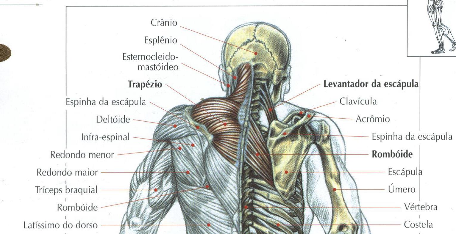 Верхняя трапециевидная. Мышцы спины лопатки анатомия. Ромбовидная мышца спины и трапеция. Трапециевидная мышца анатомия. Верхняя трапециевидная мышца.