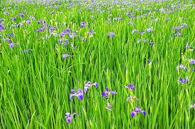 iris fields in bloom