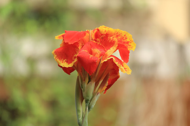beautiful flower image beautiful flower image