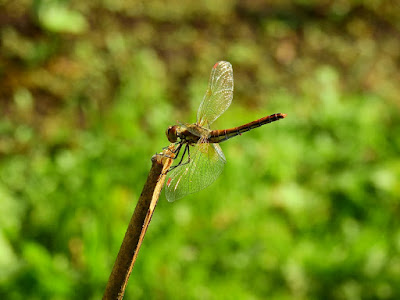 dragonfly on twig