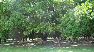 पौधों की अपनी सुंदरता होती है, लेकिन कुछ पौधे ऐसे भी होते हैं जिन्हें वास्तु शास्त्र में घर में लगाना सही नहीं माना जाता है, उसमें सबसे पहले पौधा आता है, जिसे काटने या छीलने पर सफेद पदार्थ निकल जाता है, इससे नकारात्मक ऊर्जा पैदा होती है।  घर में पौधे नहीं लगाने चाहिए।