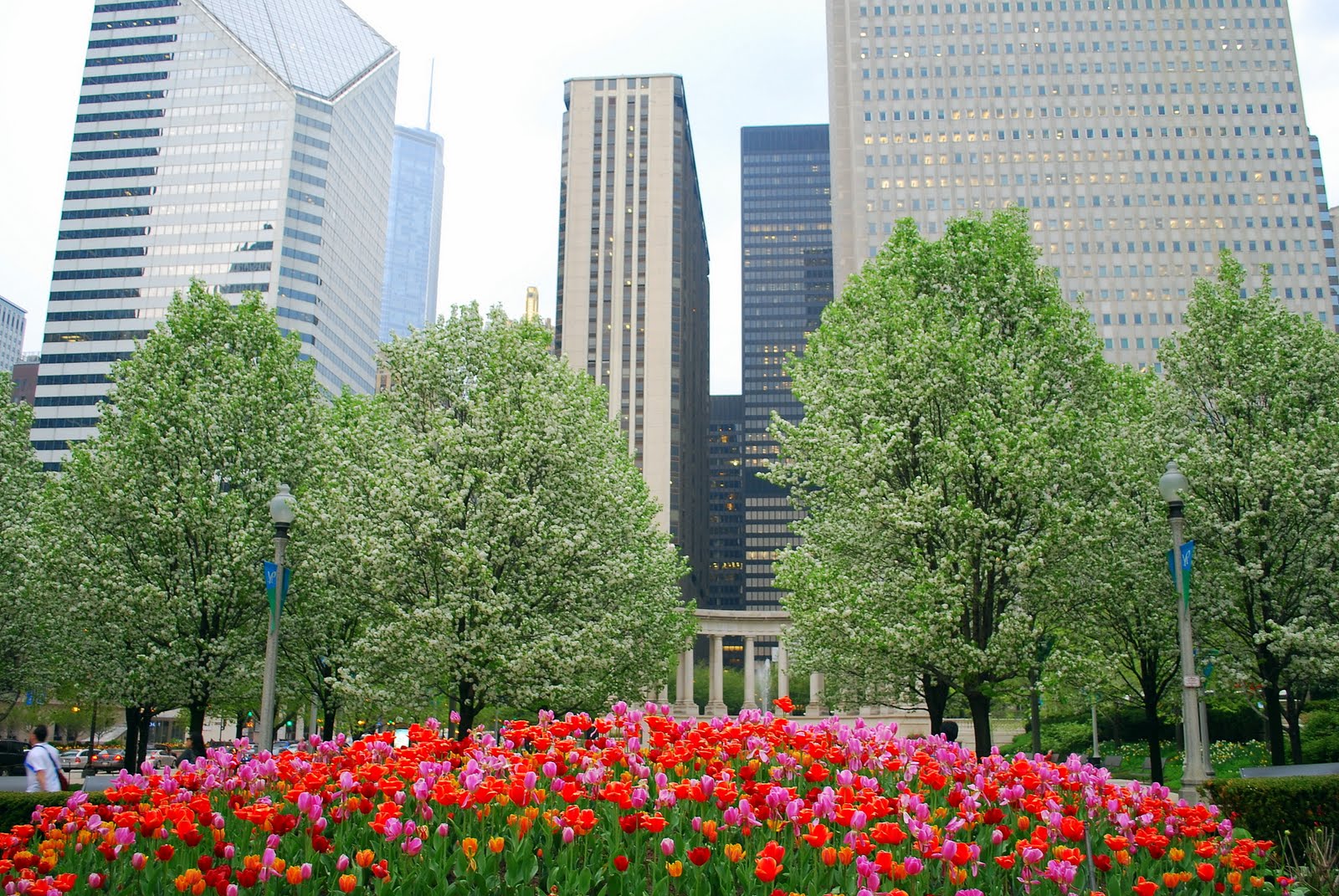 Mille Fiori Favoriti Tulips on Chicago's Magnificent Mile