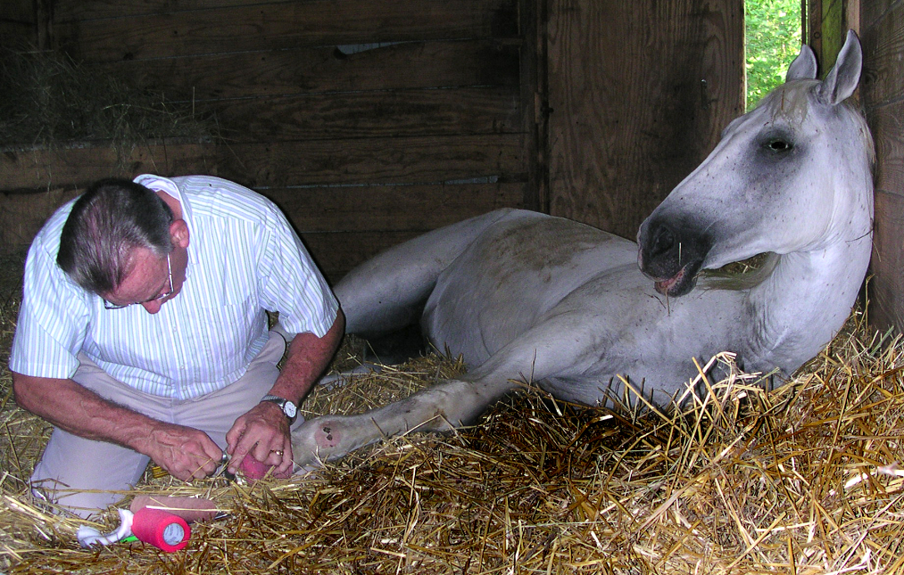 Fran Jurga`s Hoofcare + Lameness "Laminitis Lessons" inar by Animal Health Foundation's Dr