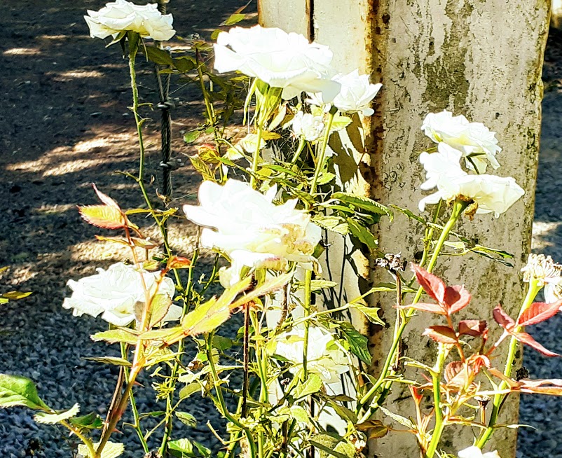 Versículos para hoje Bemaventurados