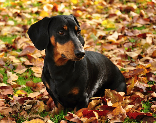 Training Classes and Dogs’ Fear of Loud Noises