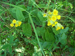 Solig%2Bmorgonpromenad%2B%25281%2529 - Morgonträning för axlar och ben