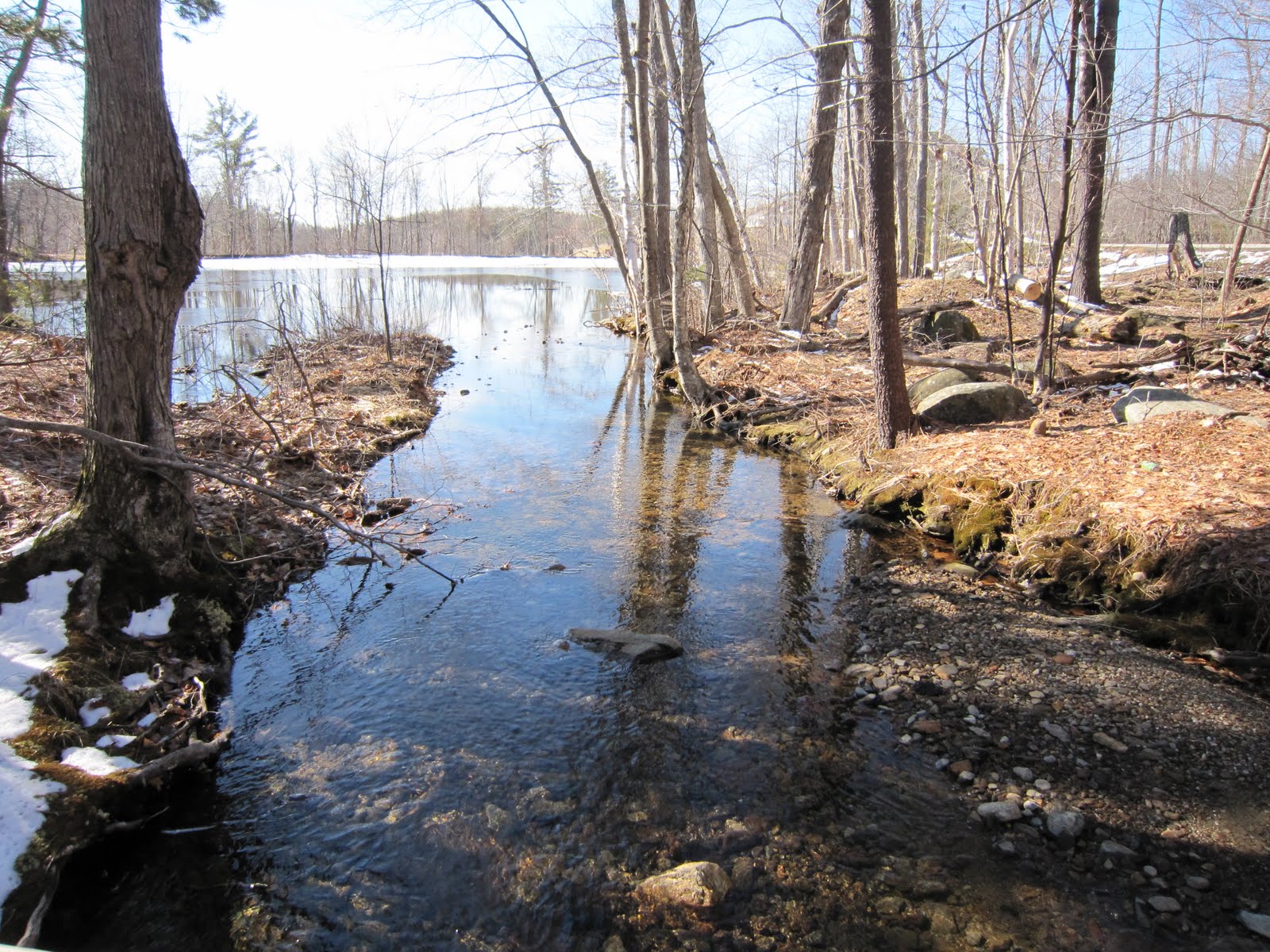 Bumblebee & Sophie Spring in New Hampshire