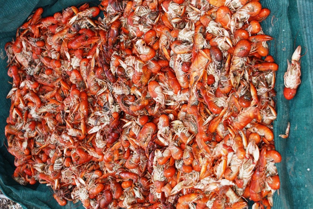 Outback Snack: Yabby Aussie Crawfish Crayfish