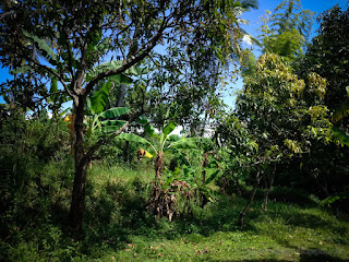 Views Of Various Types Of Plants And Trees That Grow In The Fields North Bali Indonesia